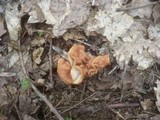 Gyromitra brunnea image
