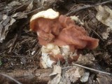 Gyromitra brunnea image