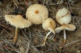 Lepiota clypeolaria image