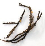 Pithya cupressina image