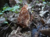 Gyromitra brunnea image