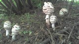 Chlorophyllum rachodes image