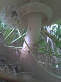 Chlorophyllum rachodes image