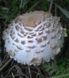 Chlorophyllum rachodes image