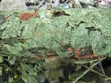 Arcyria denudata image