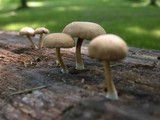 Simocybe centunculus var. centunculus image