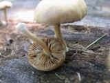 Simocybe centunculus var. centunculus image