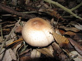 Agaricus hondensis image