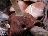 Psathyrella conissans image