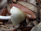 Amanita sect. Vaginatae image