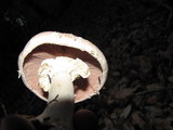 Agaricus hondensis image