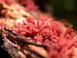 Arcyria denudata image