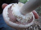 Agaricus hondensis image