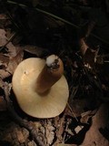 Lactarius volemus image