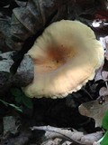 Lactarius volemus var. flavus image