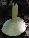 Lactarius volemus var. flavus image