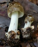Amanita brunnescens image