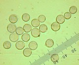 Amanita brunnescens image