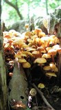 Xeromphalina kauffmanii image