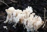 Tremellodendron pallidum image