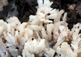 Tremellodendron pallidum image
