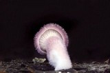 Lentinus strigosus image