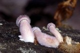 Lentinus strigosus image