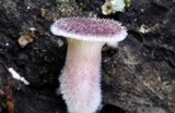 Lentinus strigosus image