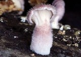 Lentinus strigosus image