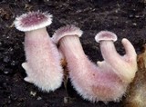 Lentinus strigosus image