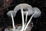 Marasmiellus subnigricans image