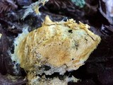 Fuligo septica image