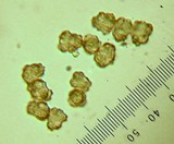 Thelephora terrestris image