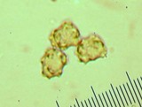 Thelephora terrestris image