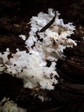 Porotheleum fimbriatum image