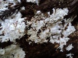 Porotheleum fimbriatum image