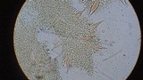 Hohenbuehelia petaloides image