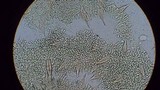 Hohenbuehelia petaloides image