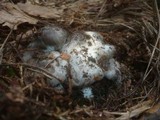 Hygrophorus marzuolus image