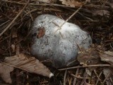 Hygrophorus marzuolus image