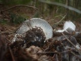 Hygrophorus marzuolus image