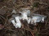 Hygrophorus marzuolus image