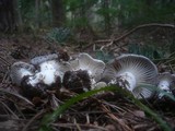 Hygrophorus marzuolus image