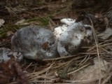 Hygrophorus marzuolus image
