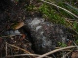 Hygrophorus marzuolus image
