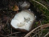 Hygrophorus marzuolus image