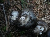 Hygrophorus marzuolus image
