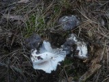 Hygrophorus marzuolus image