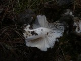 Hygrophorus marzuolus image