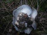 Hygrophorus marzuolus image